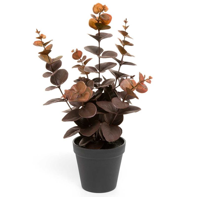 Eucalyptus Plant Burgundy Large