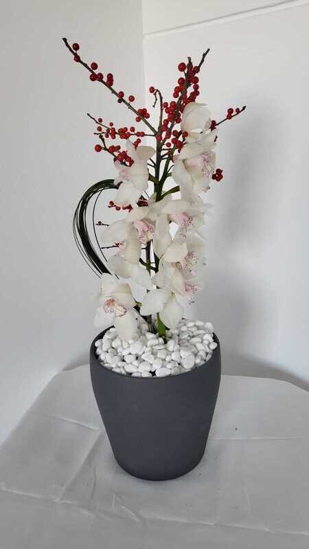 Cymbidium Rock