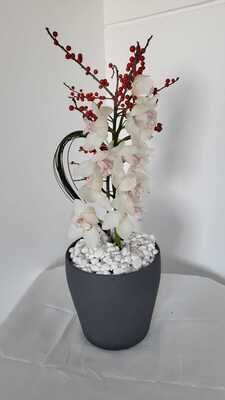 Cymbidium Rock