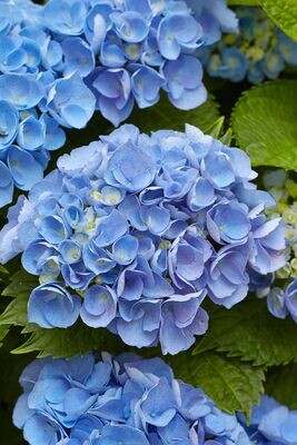 Hydrangeas