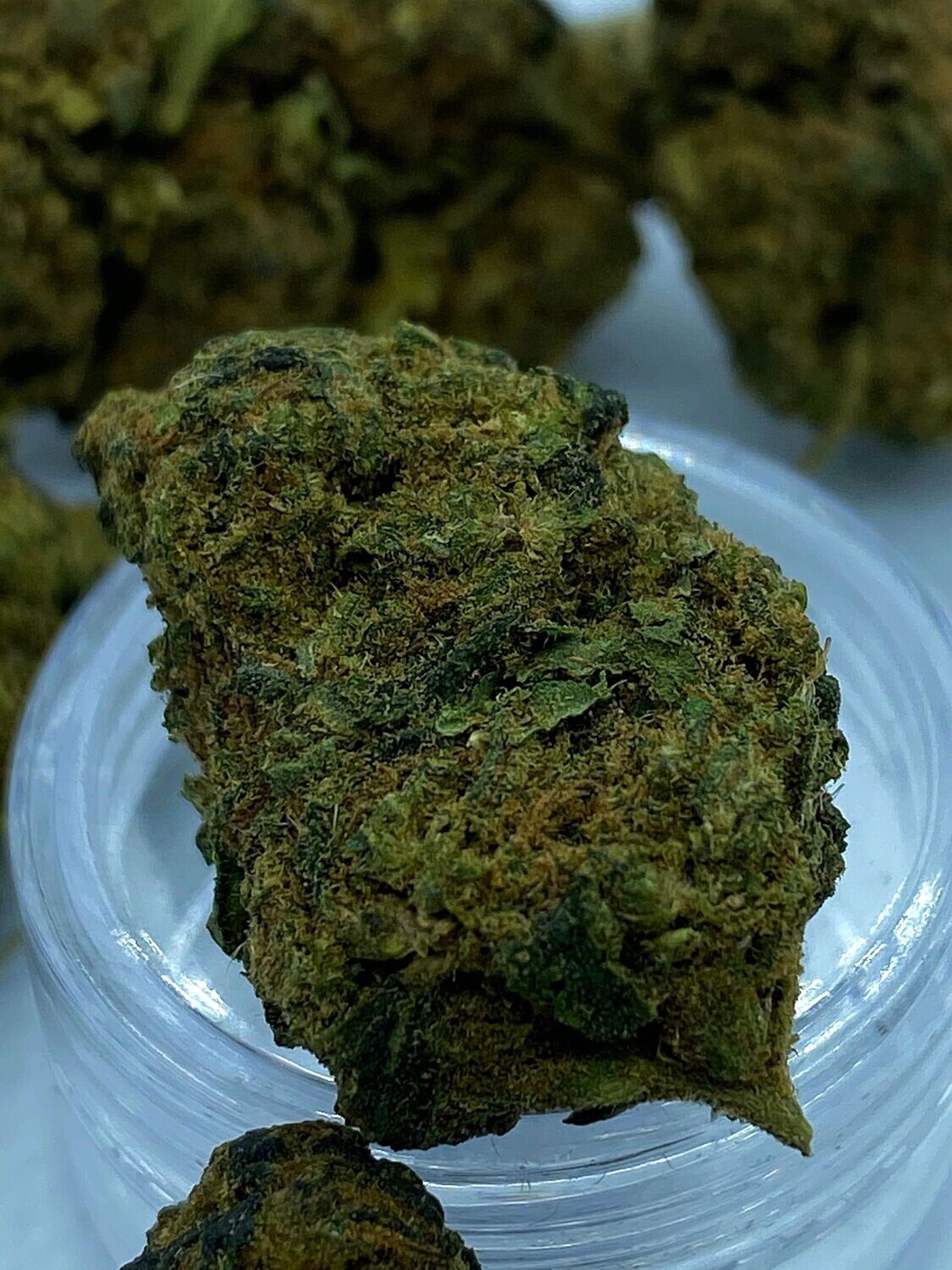Ανθοι 2025 HYBRID G OG-SHARK  2025 HYBRID H  20gr
