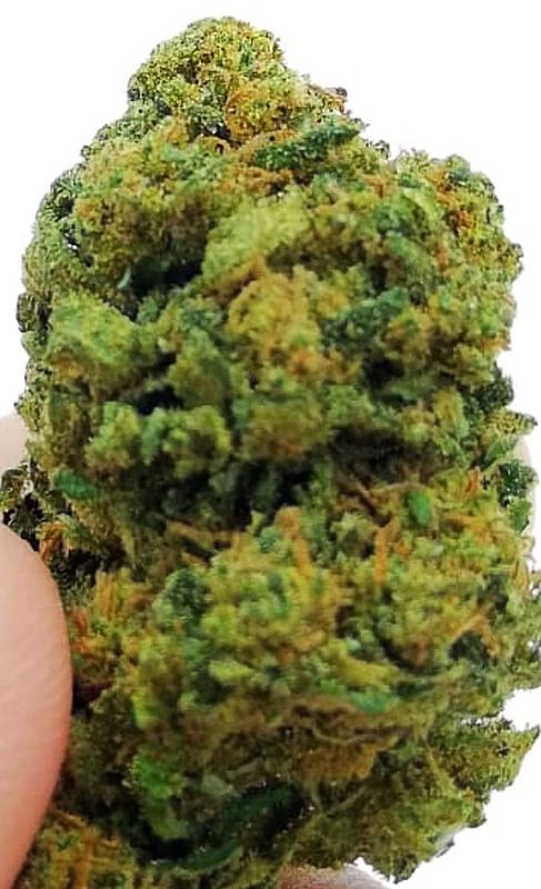 2025 ΜΑΣΤΙΧΑ ΧΙΟΥ KUSH– Ανθοι/Hybrid Power  KG24 15gr (ΠΡΟΣΦΟΡΑ)