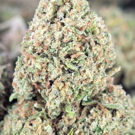 GRANDPAS COOKIES  Premium THAI INDICA Hybrid Cannabis Strain