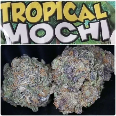 TROPICAL MOCHI SATIVA Hybrid Cannabis Strain