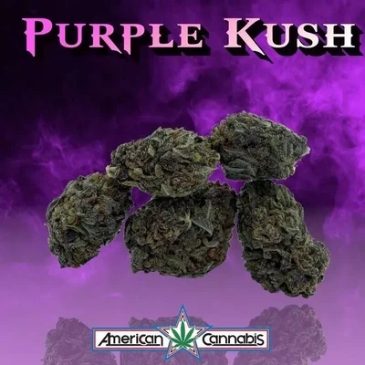 PURPLE KUSH  Premium INDICA Hybrid Cannabis Strain