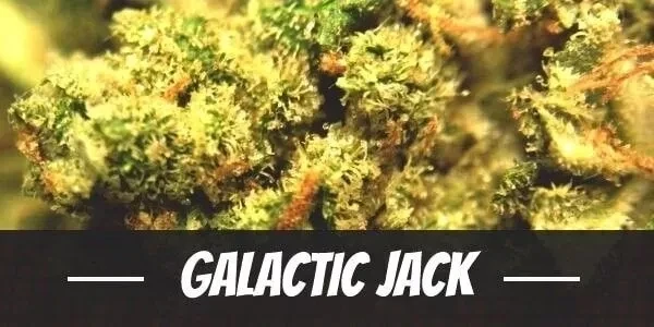 GALACTIC JACK  Premium SATIVA Hybrid Cannabis Strain