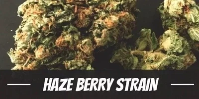 HAZE BERRY Premium SATIVA Hybrid Cannabis Strain