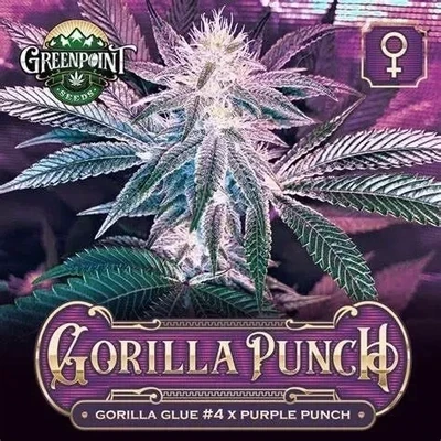 GORILLA PUNCH Premium INDICA Hybrid Cannabis Strain