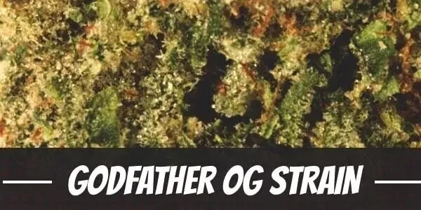 GOD FATHER O.G  Premium INDICA Hybrid Cannabis Strain