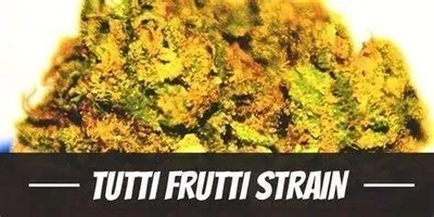 TUTTI FRUTTI Premium INDICA Hybrid Cannabis Strain