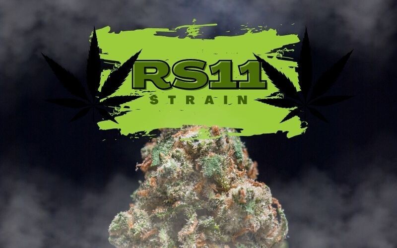 NEW ?RS11 - RAINBOW SHERBERT 11 EXOTIC  INDICA Hybrid  Cannabis Strain??