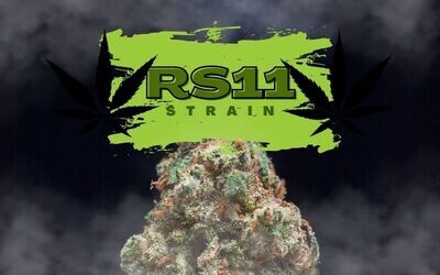 NEW 🌈RS11 - RAINBOW SHERBERT 11 EXOTIC INDICA Hybrid Cannabis Strain🌈🍬