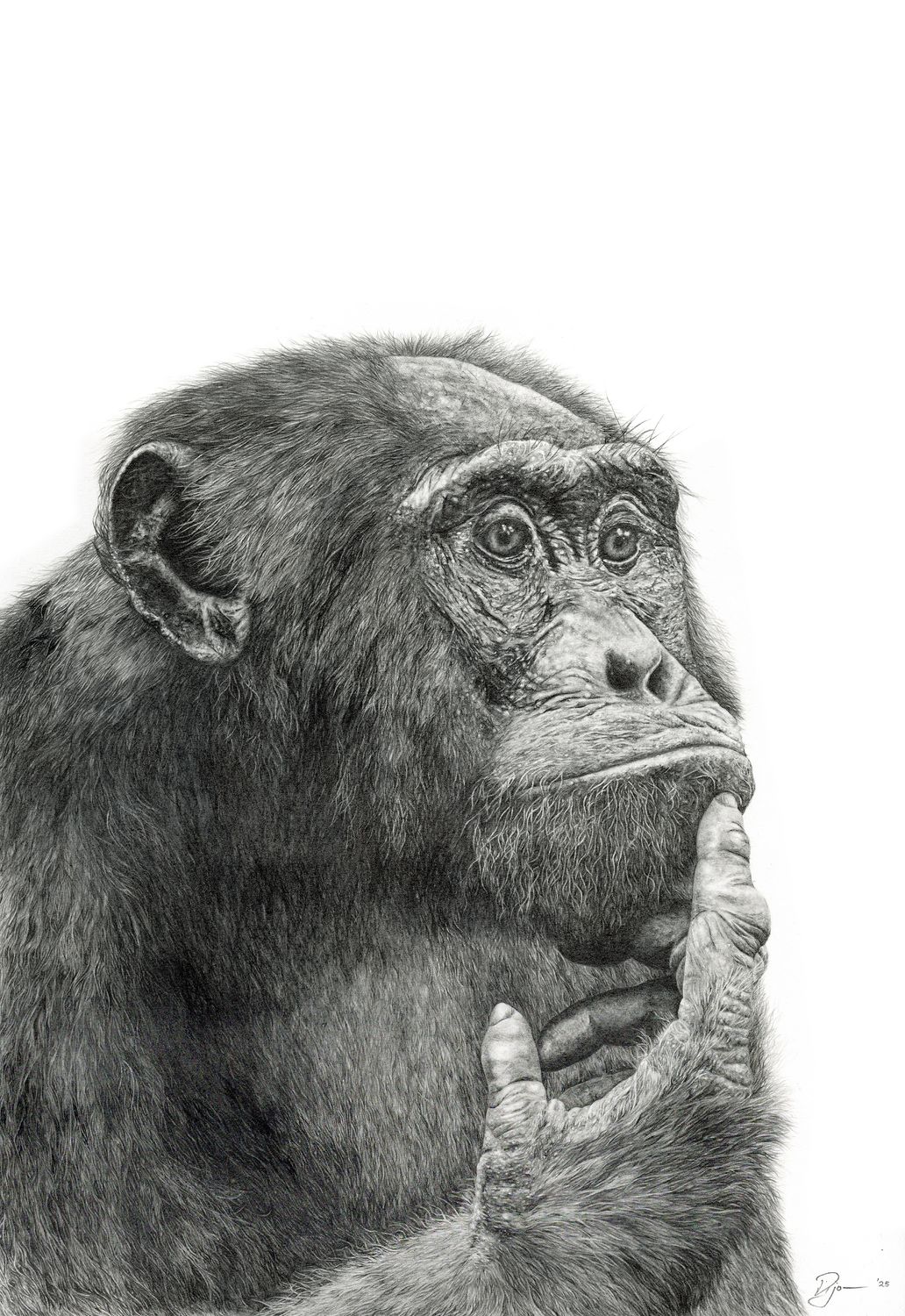 Chimpanzee Contemplations - Original Drawing