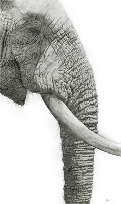 Original Drawings