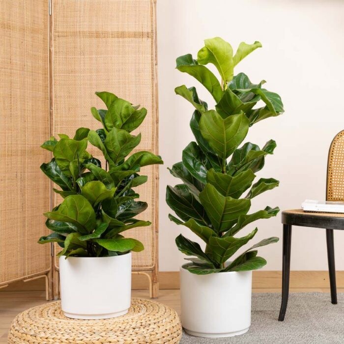 Ficus Lyrata