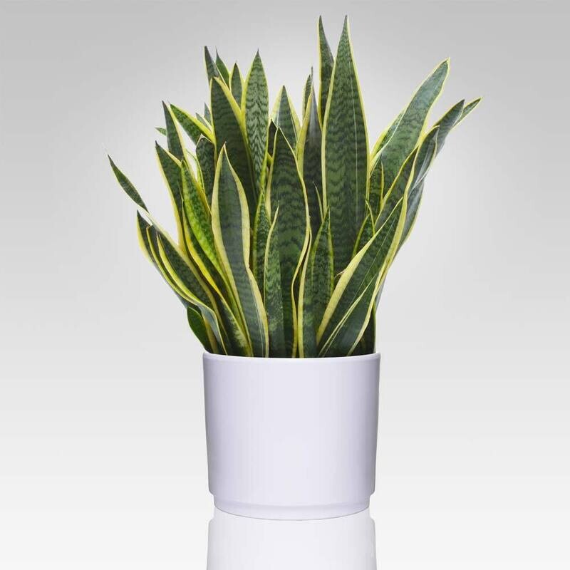 Sanseveria Trifasciata Ceramica
