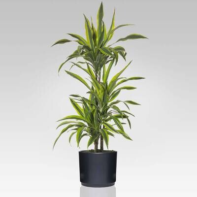 Pianta Dracena Lemon