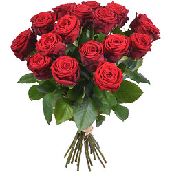 Rose Olandesi