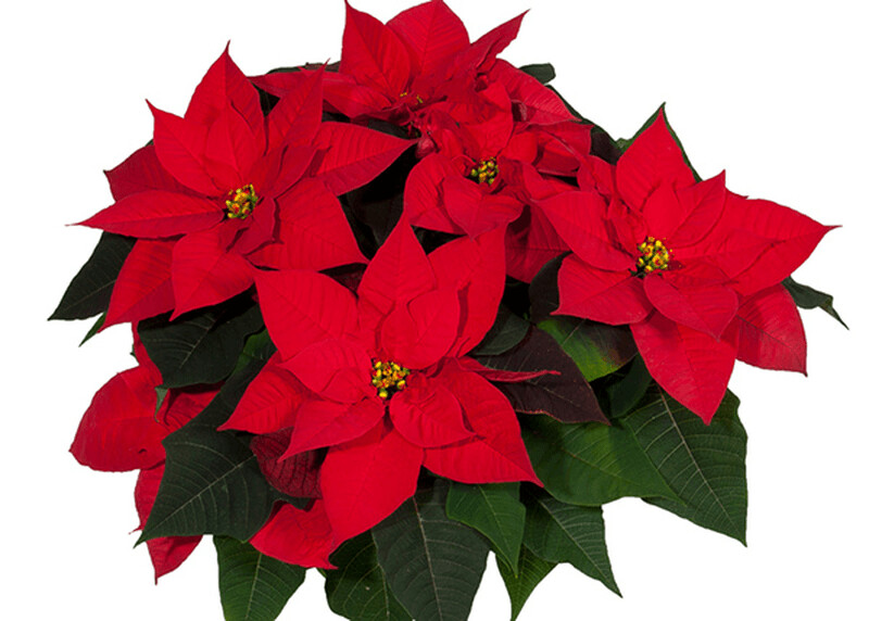 Stella di Natale