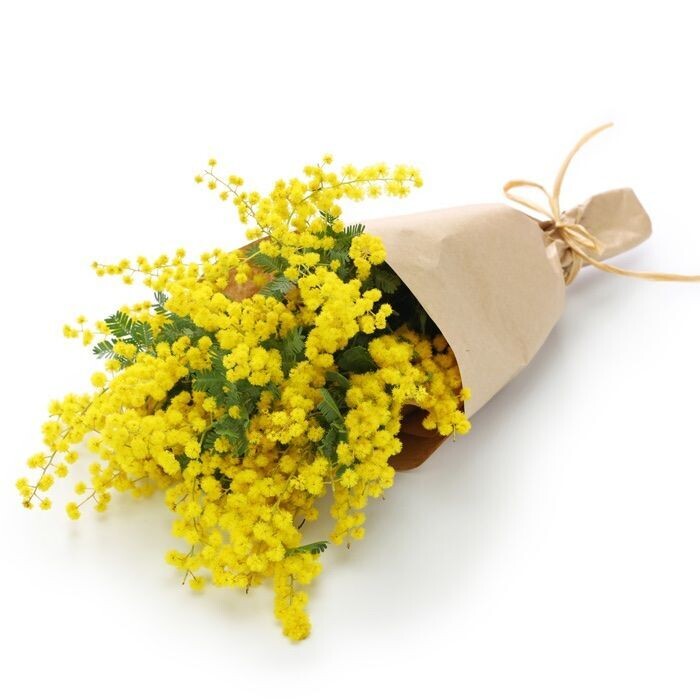 Busta Mimosa