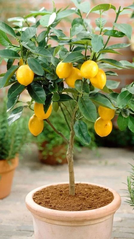 Alberello di Limone