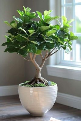 Bonsai