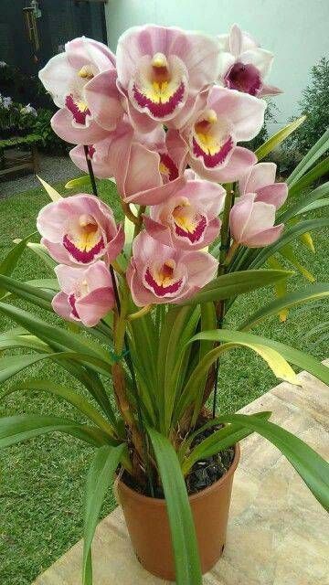 Pianta Cirbidium