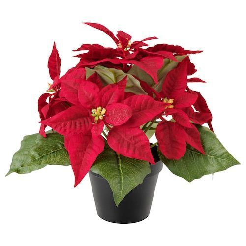 Ciotola Stelle di Natale