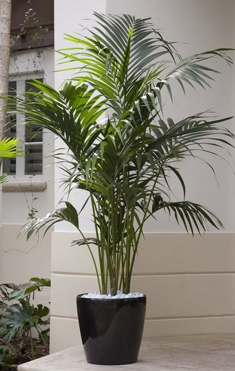 Pianta Kentia
