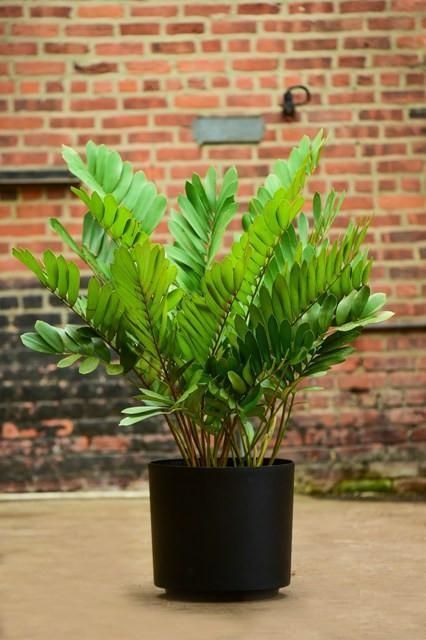 Pianta Zamia