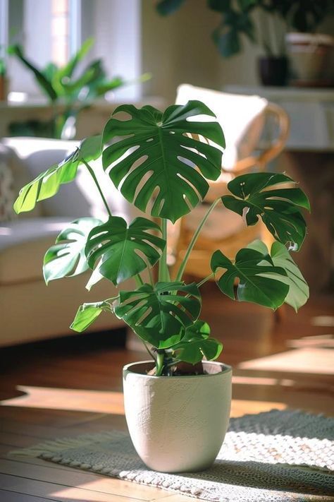 Pianta Monstera