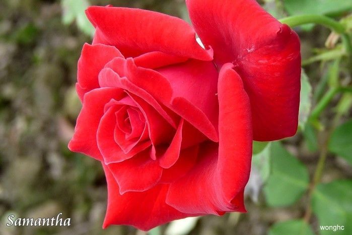 Rose Olandesi