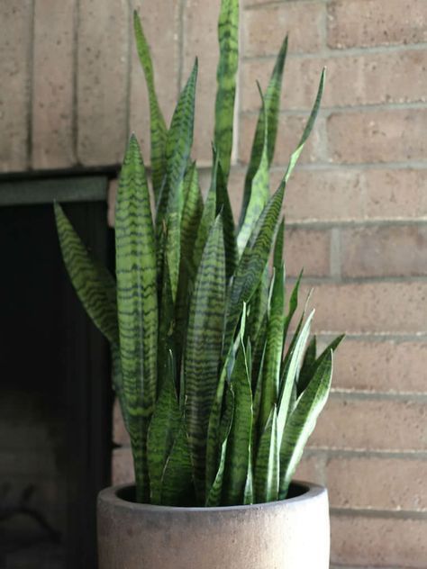 Sanseveria Trifasciata