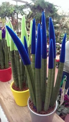 Sanseveria Cilindrica