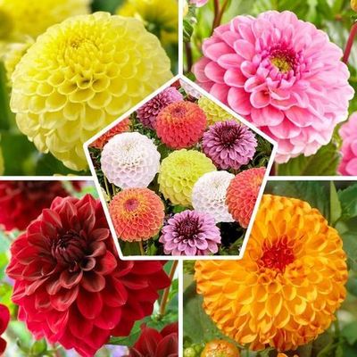 Fiori