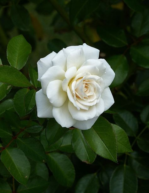 Rosa Bianca