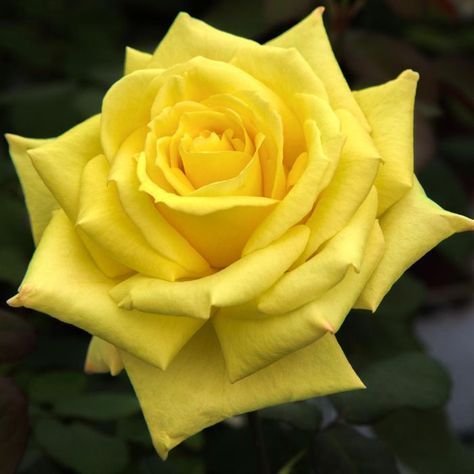 Rosa Gialla