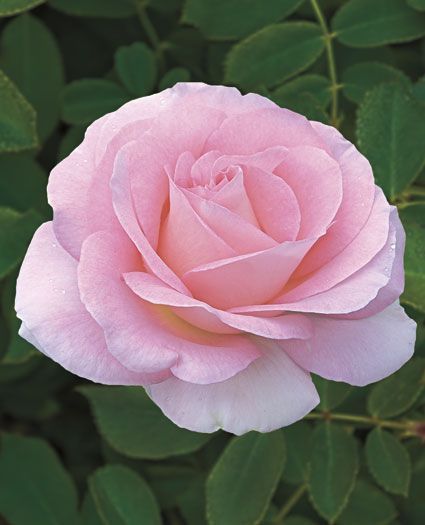 Rose Rosa