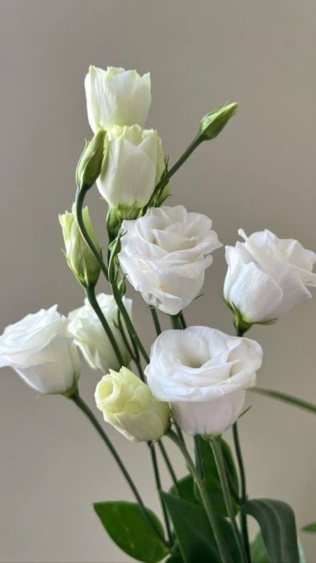 Lisianthus