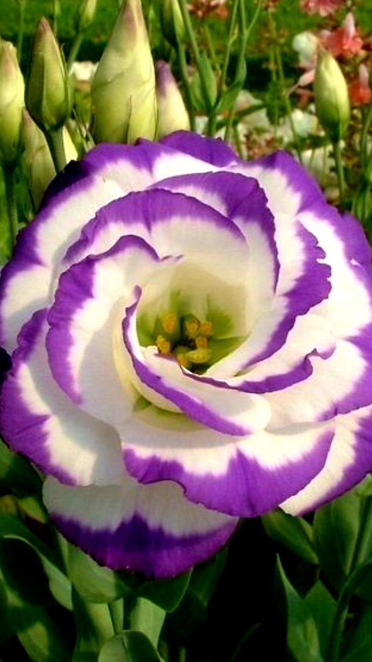 Lisianthus