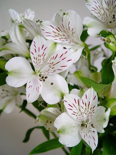 Astromelia