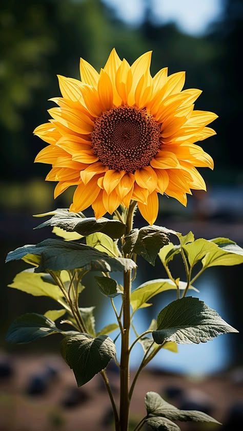 Girasoli