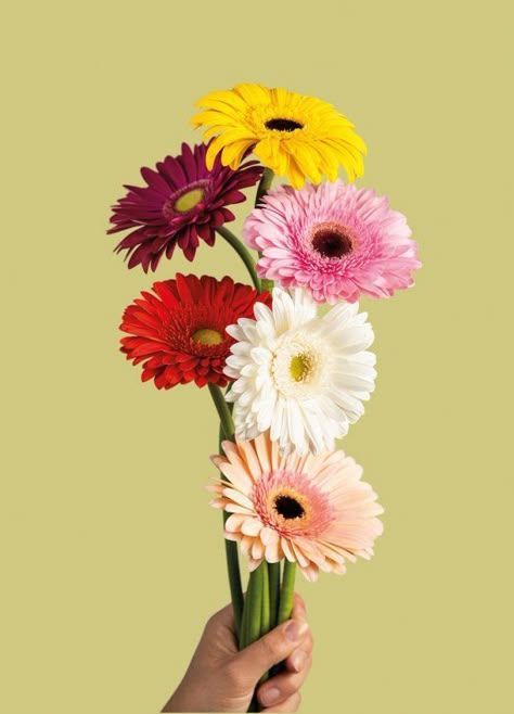 Gerbera