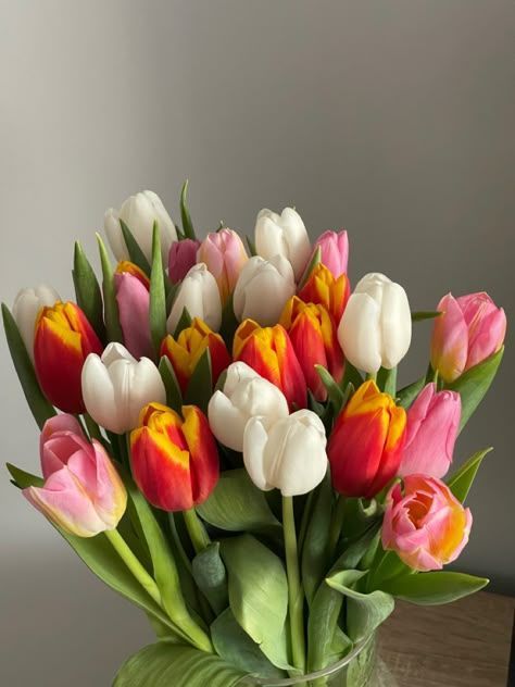 Tulipani