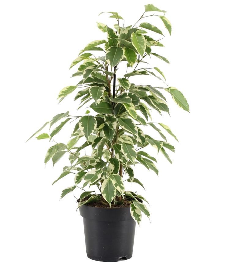 Ficus Starlight