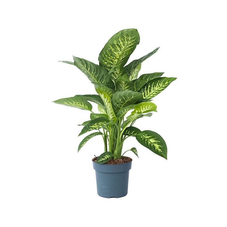 Dieffenbach Tropical