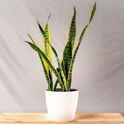 Sanseveria Laurentis