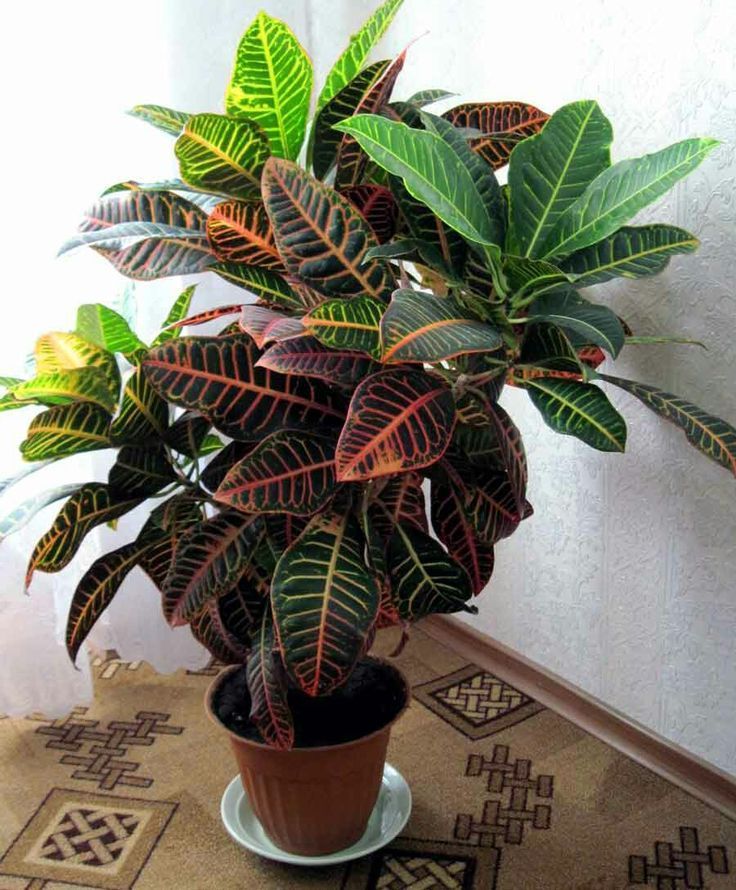 Croton Ramificato