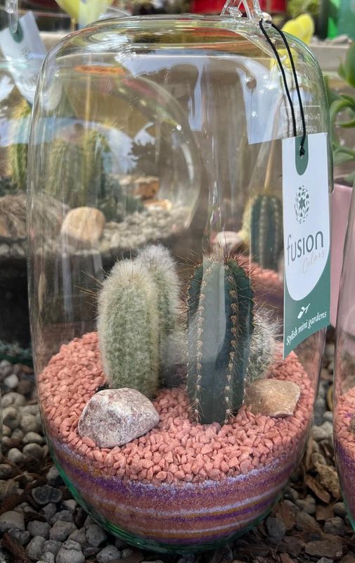 Terrarium
