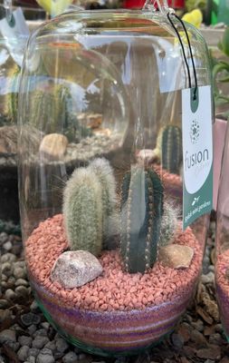 Terrarium